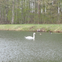 Alevinage de poissons à l’étang de la Claire Forêt.