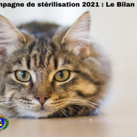 Campagne de stérilisation 2021 : Le bilan 